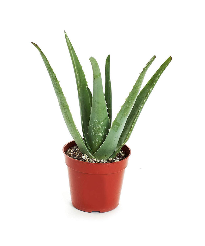 Aloe